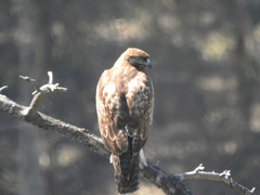 Buteo jamaicensis