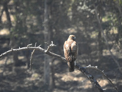 Buteo jamaicensis