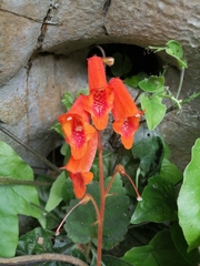 Smithiantha aurantiaca