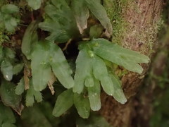 Symphyogyna hymenophyllum