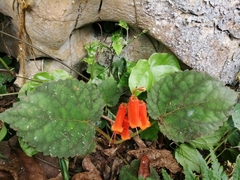 Smithiantha aurantiaca