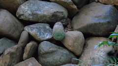 Mammillaria karwinskiana