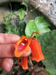 Smithiantha aurantiaca
