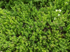 Asperula pusilla