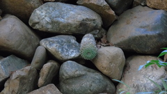 Mammillaria karwinskiana