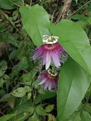 Passiflora serratifolia