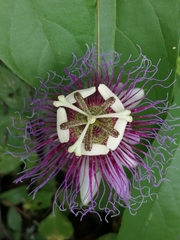 Passiflora serratifolia