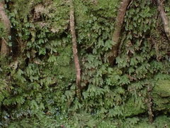 Symphyogyna hymenophyllum