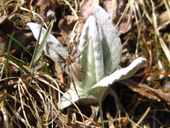 Tephroseris kirilowii