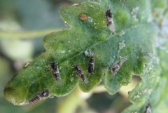 Bactericera lavaterae
