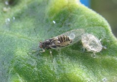 Bactericera lavaterae