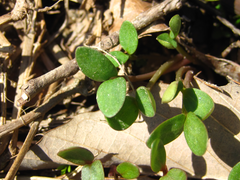Persicaria thunbergii