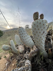 Opuntia basilaris treleasei