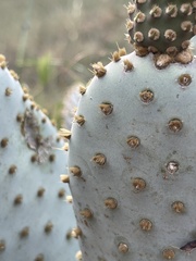 Opuntia basilaris treleasei