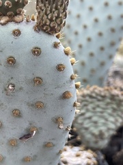 Opuntia basilaris treleasei