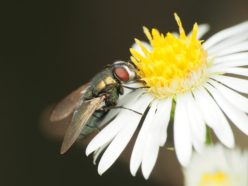 Australian Sheep Blow Fly photo 5
