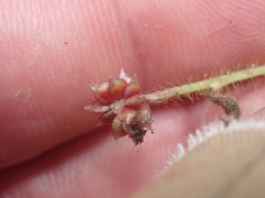 Ranunculus membranifolius