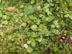 Ranunculus membranifolius