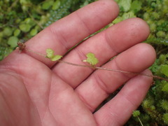 Ranunculus membranifolius