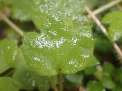 Ranunculus membranifolius