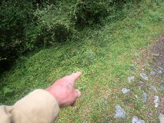 Ranunculus membranifolius