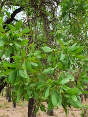 Persoonia elliptica