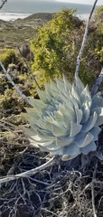 Dudleya anthonyi