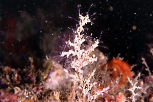 Representative image of Eudendrium rameum