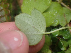 Ranunculus membranifolius