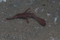 Solenostomus cyanopterus