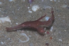 Solenostomus cyanopterus