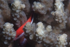 Paracirrhites forsteri