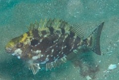 Siganus sutor