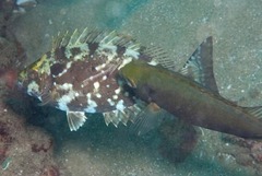 Siganus sutor