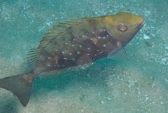 Siganus sutor