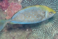 Siganus sutor