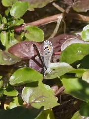Philotes sonorensis