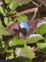 Philotes sonorensis