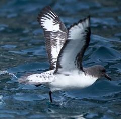 Thalassoica antarctica