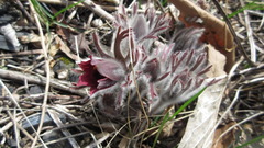 Pulsatilla cernua