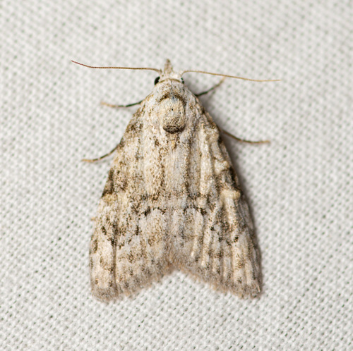Confused Meganola Moth photo 6