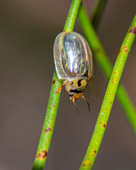 Paropsisterna bimaculata