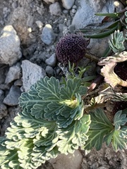 Cymopterus globosus