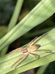Dolomedes minor
