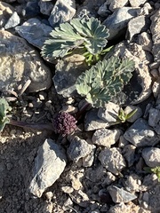 Cymopterus globosus