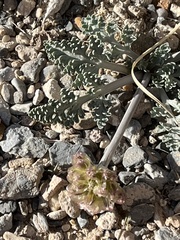 Cymopterus globosus