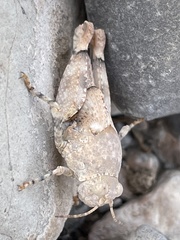 Cibolacris parviceps