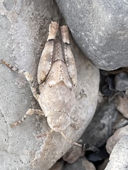 Cibolacris parviceps