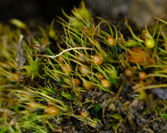 Pleuridium acuminatum