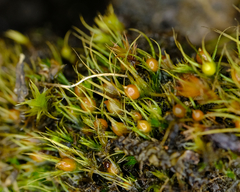 Pleuridium acuminatum